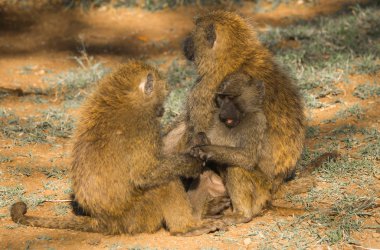 Maymun Babunlar Gölü Nakuru Kenya yakın: