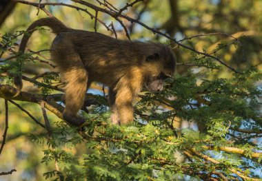 Maymun Babunlar Gölü Nakuru Kenya yakın: