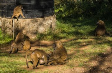 Maymun Babunlar Gölü Nakuru Kenya yakın: