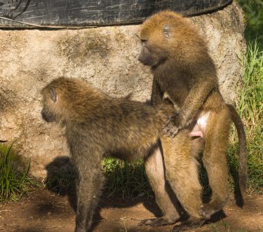 Maymun Babunlar Gölü Nakuru Kenya yakın: