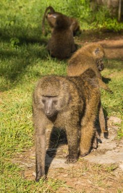 Maymun Babunlar Gölü Nakuru Kenya yakın: