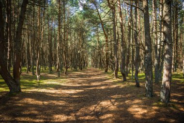 Rusya'da Kaliningrad bölgesi orman Curonian adlı dans tükürmek