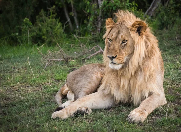 Nagy hím oroszlán jellegű Masai Mara tartalék Kenya — Stock Fotó