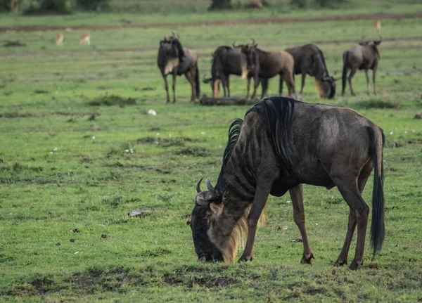 Wildebeest antilope a Masai Mara in Kenya — Foto Stock