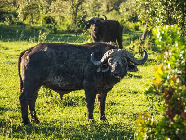 Kenya'daki Masai Mara büyük beş Buffalo'dan