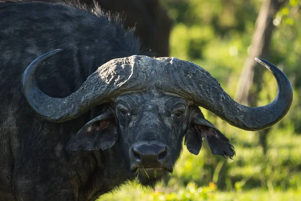 Buffalo de Big Five em Masai Mara no Quênia — Fotografia de Stock