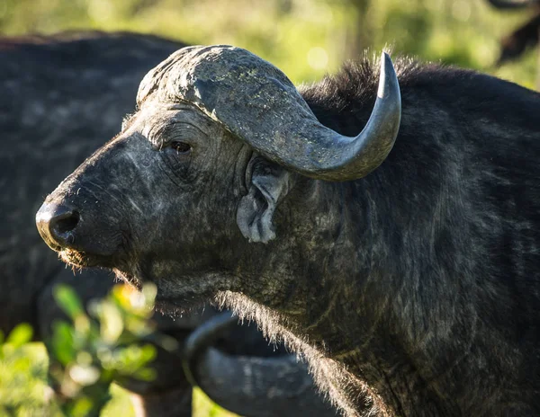 Buffalo från Big Five i Masai Mara i Kenya — Stockfoto