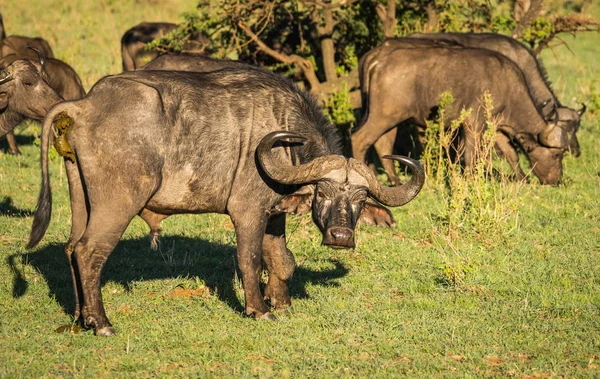 Buffalo de Big Five en Masai Mara en Kenia — Foto de Stock
