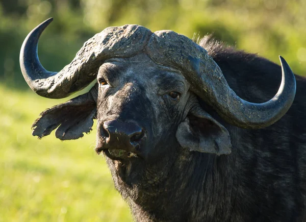 Buffalo de Big Five em Masai Mara no Quênia — Fotografia de Stock