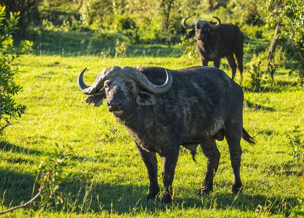 Kenya'daki Masai Mara büyük beş Buffalo'dan