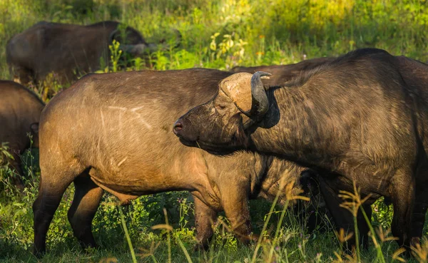 Buffalo de Big Five em Masai Mara no Quênia — Fotografia de Stock