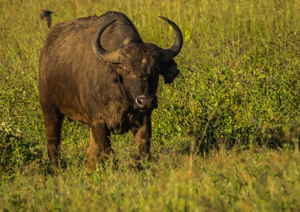 Buffalo de Big Five em Masai Mara no Quênia — Fotografia de Stock