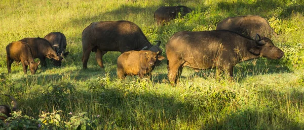 Buffalo från Big Five i Masai Mara i Kenya — Stockfoto