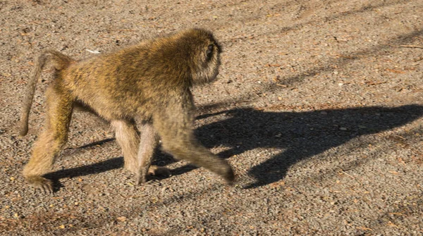 Maymun Babunlar Gölü Nakuru Kenya yakın: — Stok fotoğraf