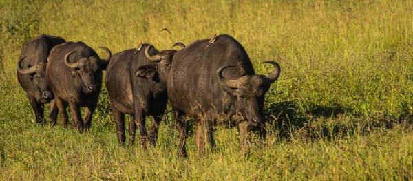 Buffalo de Big Five en Masai Mara en Kenia — Foto de Stock