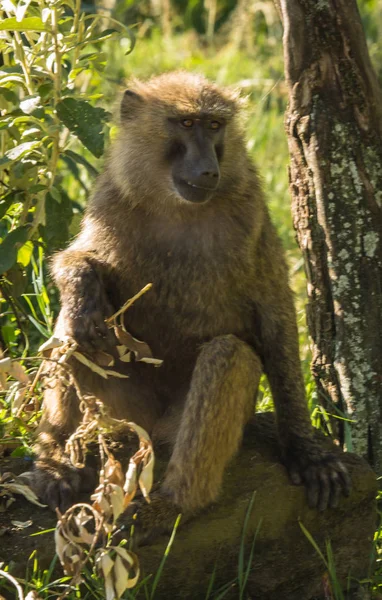 Aap bavianen in de buurt van Lake Nakuru in Kenia — Stockfoto