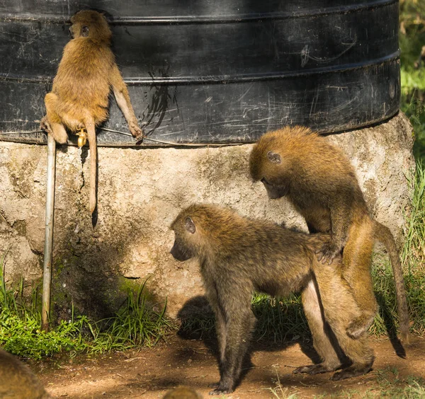 Мавпа бабуїнів поблизу озеро Накуру в Кенії — стокове фото