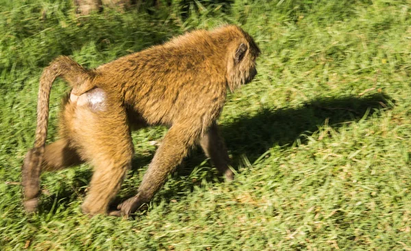 Mono babuinos cerca del lago Nakuru en Kenia — Foto de Stock