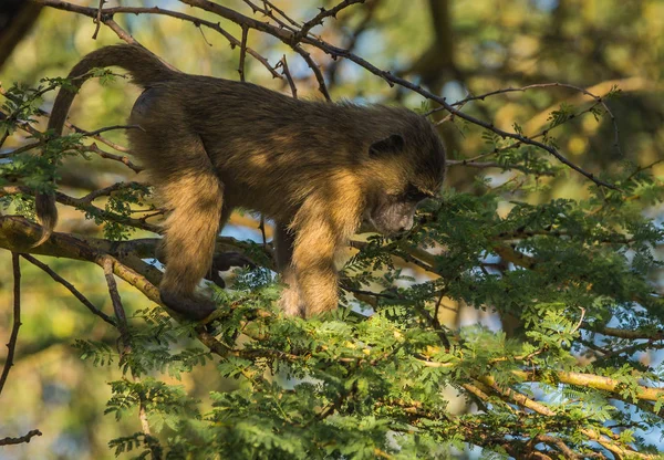Babbuini scimmia vicino al lago Nakuru in Kenya — Foto Stock