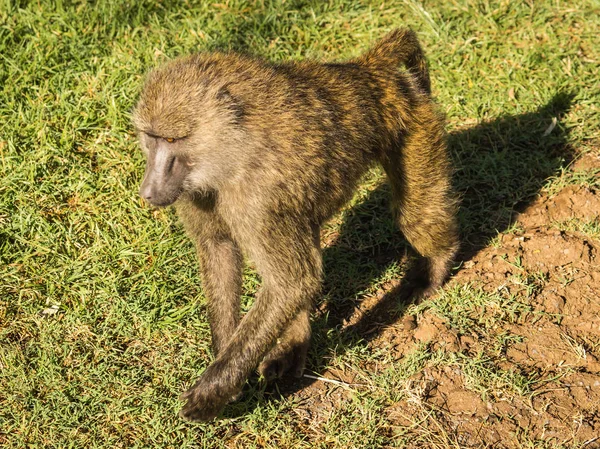 Mono babuinos cerca del lago Nakuru en Kenia — Foto de Stock