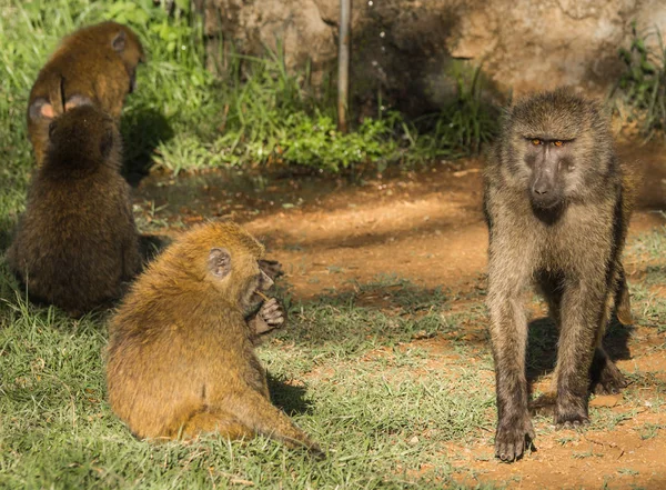 Abe bavianer nær Lake Nakuru i Kenya - Stock-foto