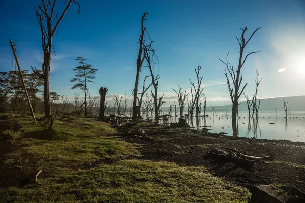 Pohon mati di Danau Nakuru banjir dengan refleksi di Kenia — Stok Foto