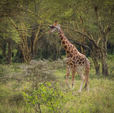 Zürafalar Masai Mara safari park, Kenya, Afrika