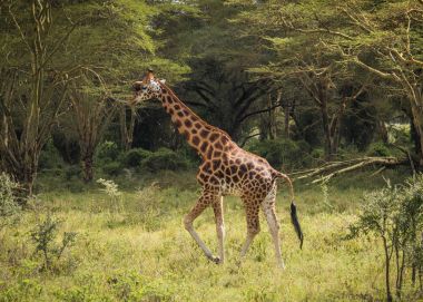Zürafalar Masai Mara safari park, Kenya, Afrika