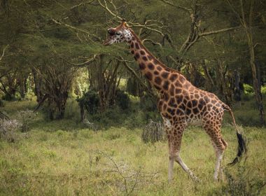 Zürafalar Masai Mara safari park, Kenya, Afrika