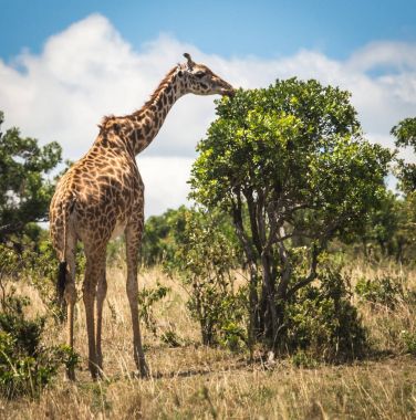 Zürafalar Masai Mara safari park, Kenya, Afrika