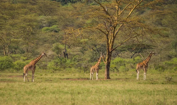 Jirafas en Masai Mara safari park, Kenia, África — Foto de Stock