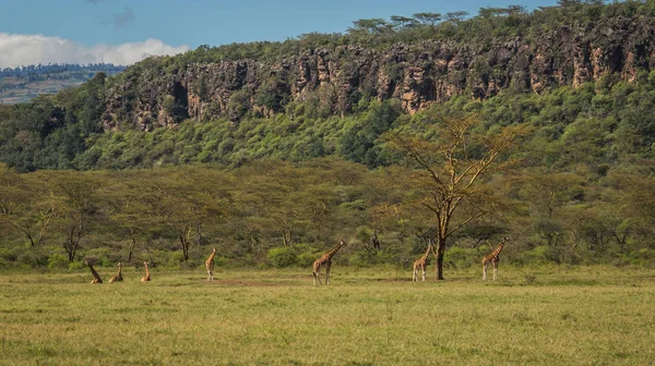 Girafas em Masai Mara safari park, Kenya, África — Fotografia de Stock