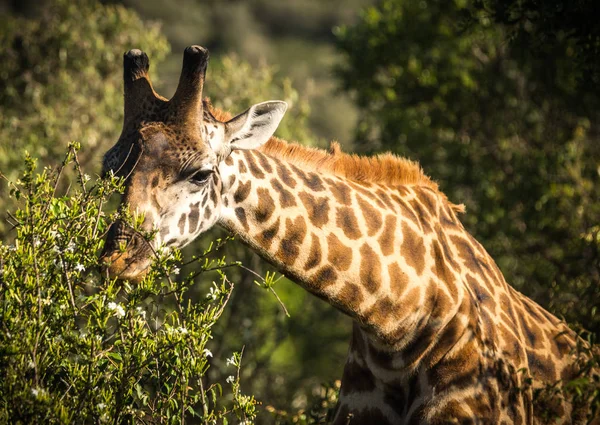 Giraffen in Masai Mara safari park, Kenia, Afrika — Stockfoto