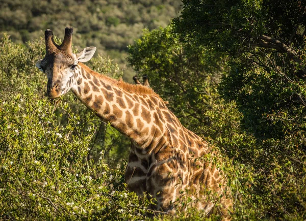 Jirafas en Masai Mara safari park, Kenia, África — Foto de Stock