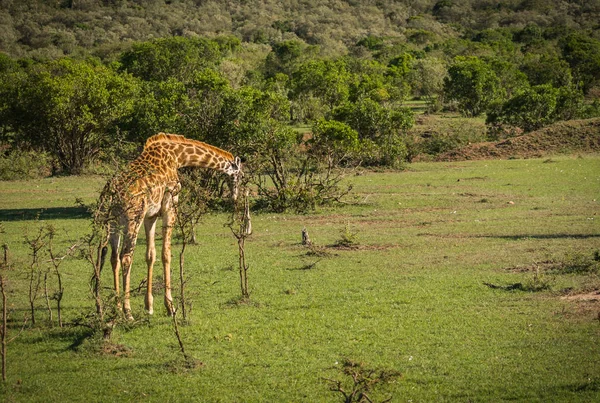 Girafes en Masai Mara safari park, Kenya, Afrique — Photo