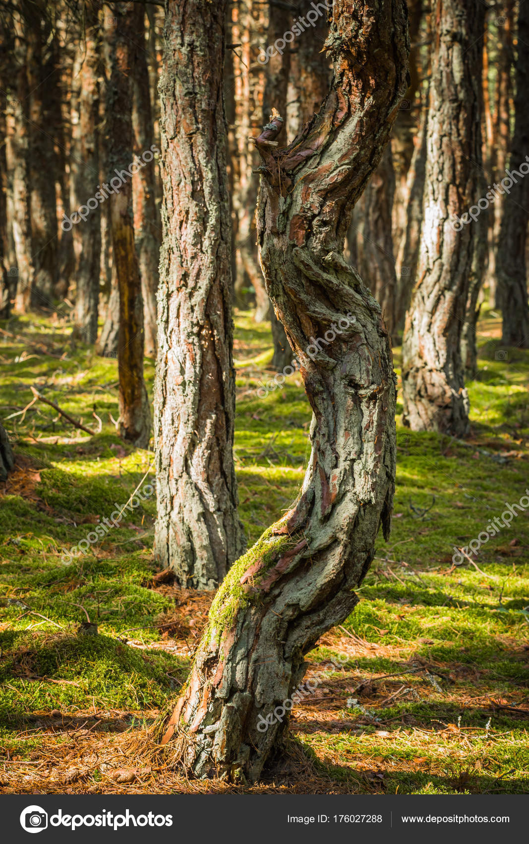 Dancing forest Dancing forest