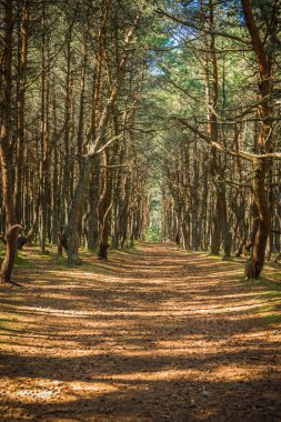 Rusya'da Kaliningrad bölgesi orman Curonian adlı dans tükürmek