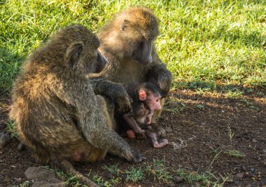 Maymun Babunlar Gölü Nakuru Kenya yakın: