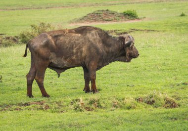 Kenya'daki Masai Mara büyük beş Buffalo'dan