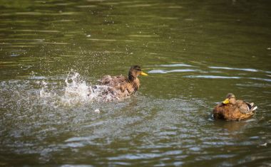 Sprey bir havuzda bulutu içinde küvet ördekler