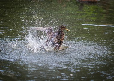 Sprey bir havuzda bulutu içinde küvet ördekler