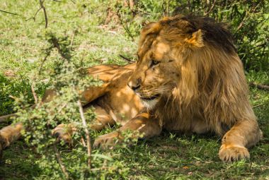 Aslan Kral Masai Mara doğa rezerv Kenya