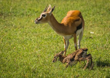 Antilop Thompson ve yeni doğan bebeği Masai Mara, Kenya