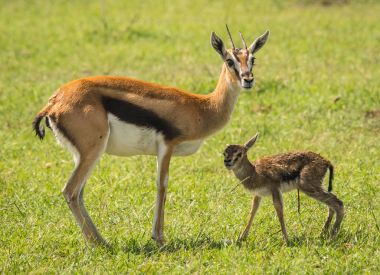 Antilop Thompson ve yeni doğan bebeği Masai Mara, Kenya