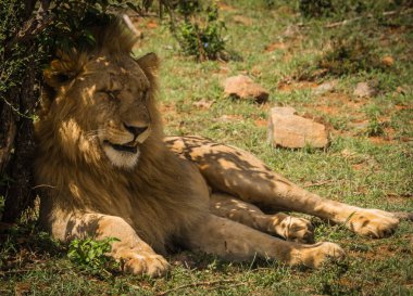 Aslan Kral Masai Mara doğa rezerv Kenya