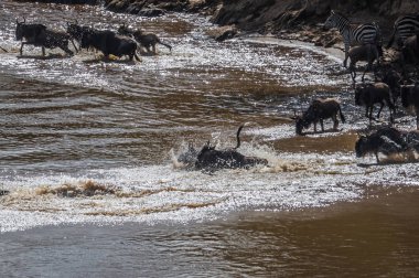Zebralar ve antilop Masai M Serengeti göç sırasında
