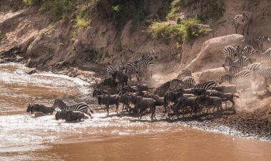 Zebralar ve antilop Masai M Serengeti göç sırasında