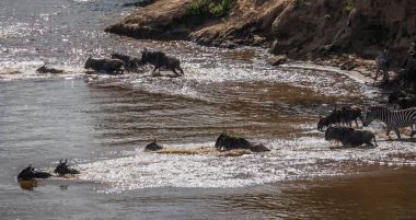 Zebralar ve antilop Masai M Serengeti göç sırasında