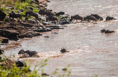 Zebralar ve antilop Masai M Serengeti göç sırasında
