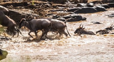 Zebralar ve antilop Masai M Serengeti göç sırasında